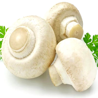 Fresh Mushroom Seeds, Non-GMO Edible Seeds for Indoor Pots & Bags