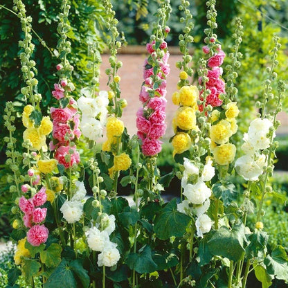 High Germination Hollyhock Seeds, Hardy Outdoor Landscape Flowers