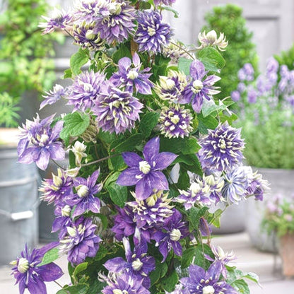 Cold-Hardy Clematis Seeds, Low Maintenance Outdoor Seeds