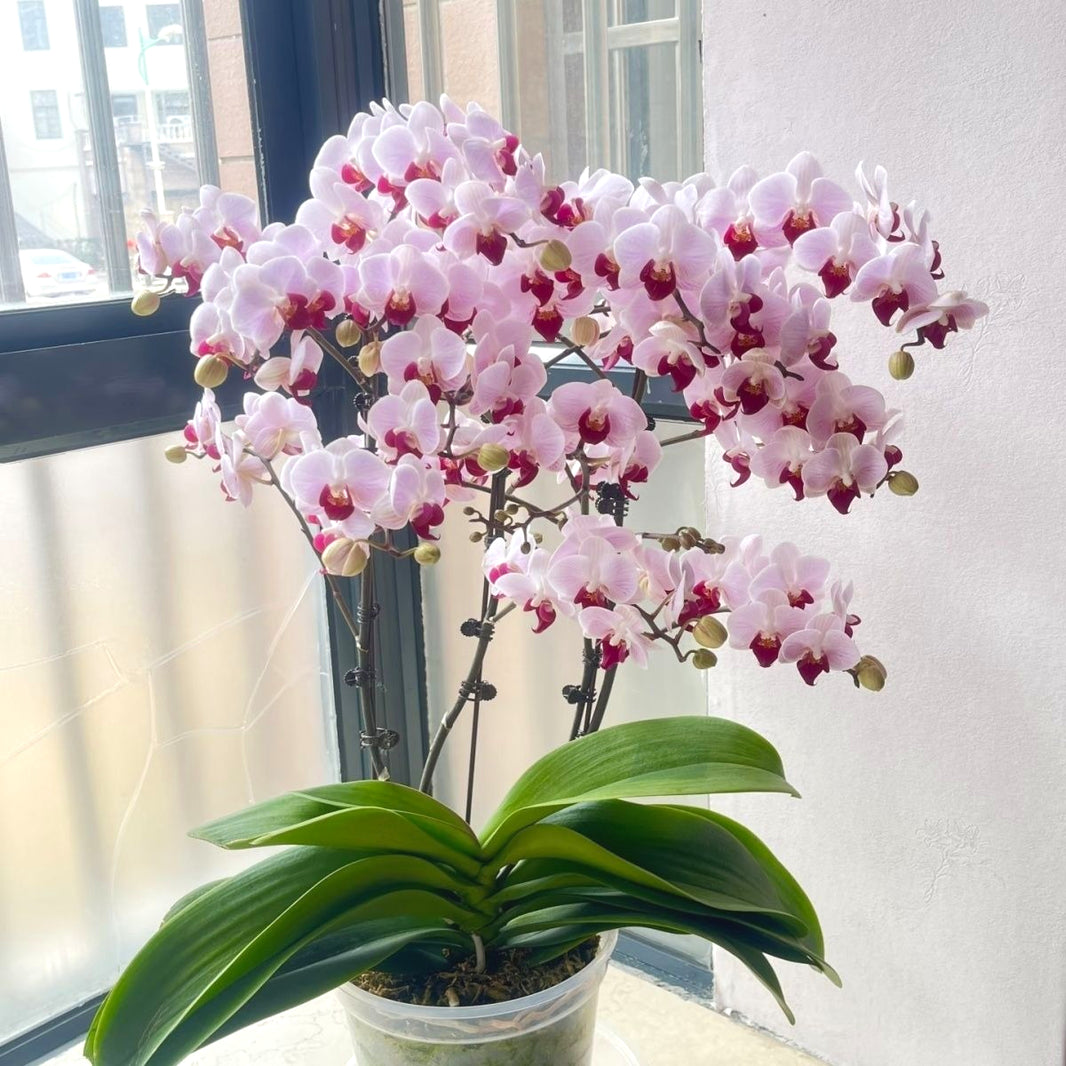 Fresh Phalaenopsis Seeds, Non-GMO Long-Blooming Orchids for Window Sills