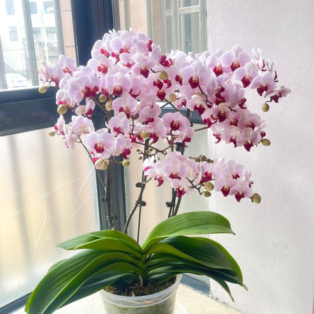 Fresh Phalaenopsis Seeds, Non-GMO Long-Blooming Orchids for Window Sills