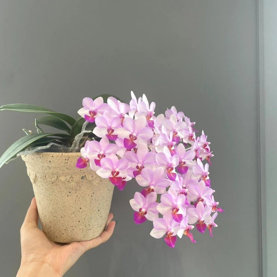 Indoor Phalaenopsis Seeds, Non-GMO Ornamental Seeds for Desk & Small Pots