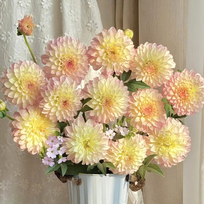Beginner-Friendly Dahlia Seeds, High Germination Flower Seeds