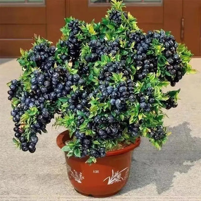 Home Garden Blueberry Seeds, Sweet Fresh Fruits for Daily Eating