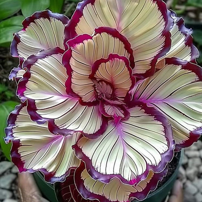 Grow Stunning Hostas from Seed – Hardy & Low-Maintenance