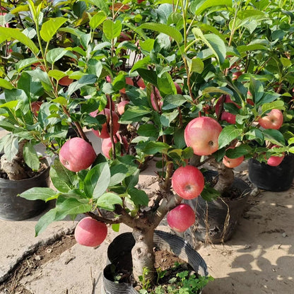 30pcs/bag Apple Seeds Heirloom Varieties Crisp Fruit Trees for Cold Climate Growing