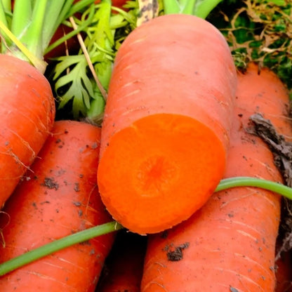 200pcs/bag Carrot Seeds - Crispy Orange Roots for Easy Vegetable Bed Growing