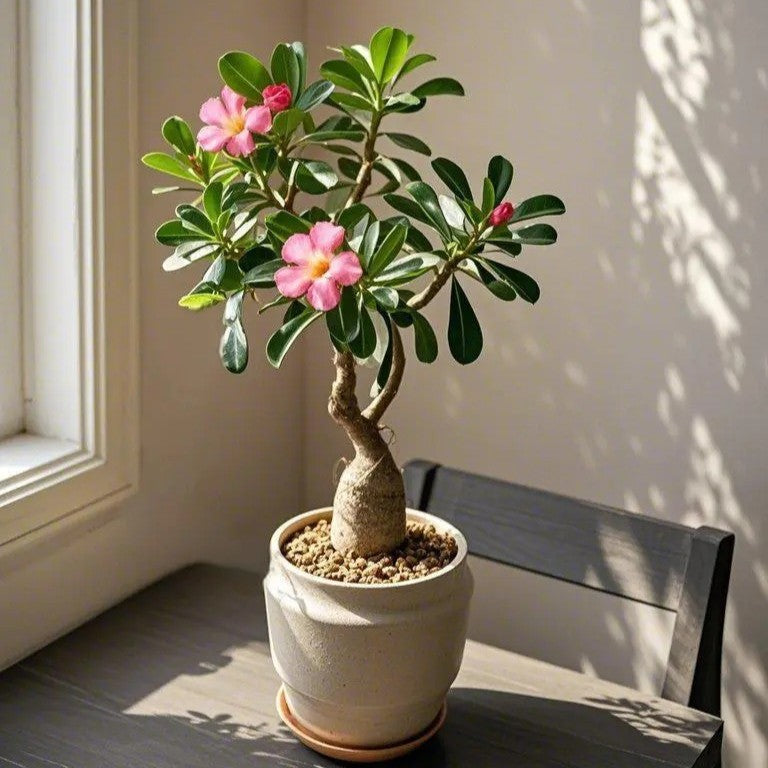 5pcs/bag Desert Rose Seeds - Heat-Tolerant Adenium for Arid Climates