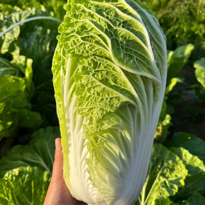200pcs/bag cabbage Seeds - Nutrient-Rich Chinese Greens for Stir-Fry Gardens