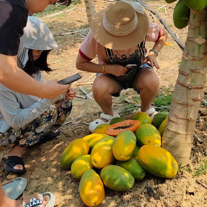 30pcs/bag Papaya Seeds Organic Style Tropical Fruit Trees Fast Growth Indoor Outdoor