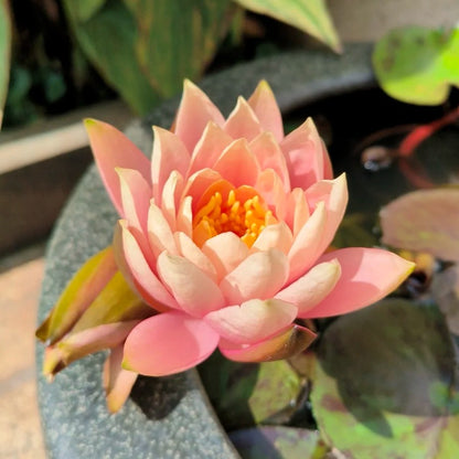 5pcs/bag Lotus Seeds for Water Gardens - Pure & Vibrant Blooms