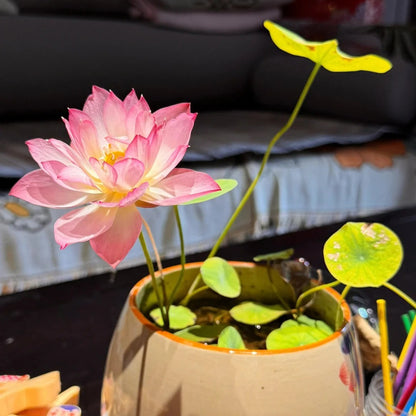5pcs/bag Lotus Seeds for Water Gardens - Pure & Vibrant Blooms