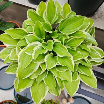 100pcs/bag Hosta Seeds: Shade-Loving Perennial Plant Seeds for Landscaping