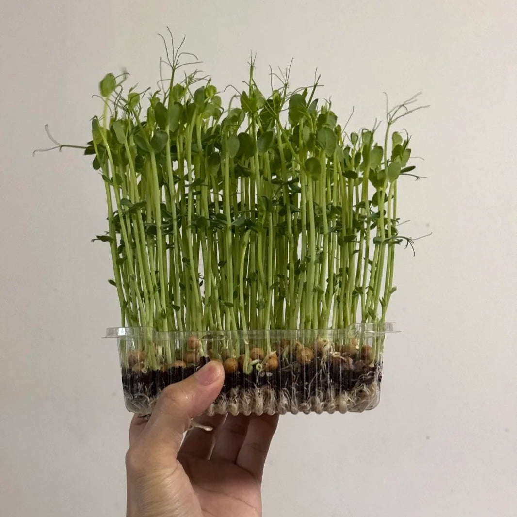 10pcs/bag Pea Seeds Sugar Snap Snow Peas for Fresh Eating & Cooking