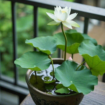 5pcs/bag Lotus Seeds for Water Gardens - Pure & Vibrant Blooms