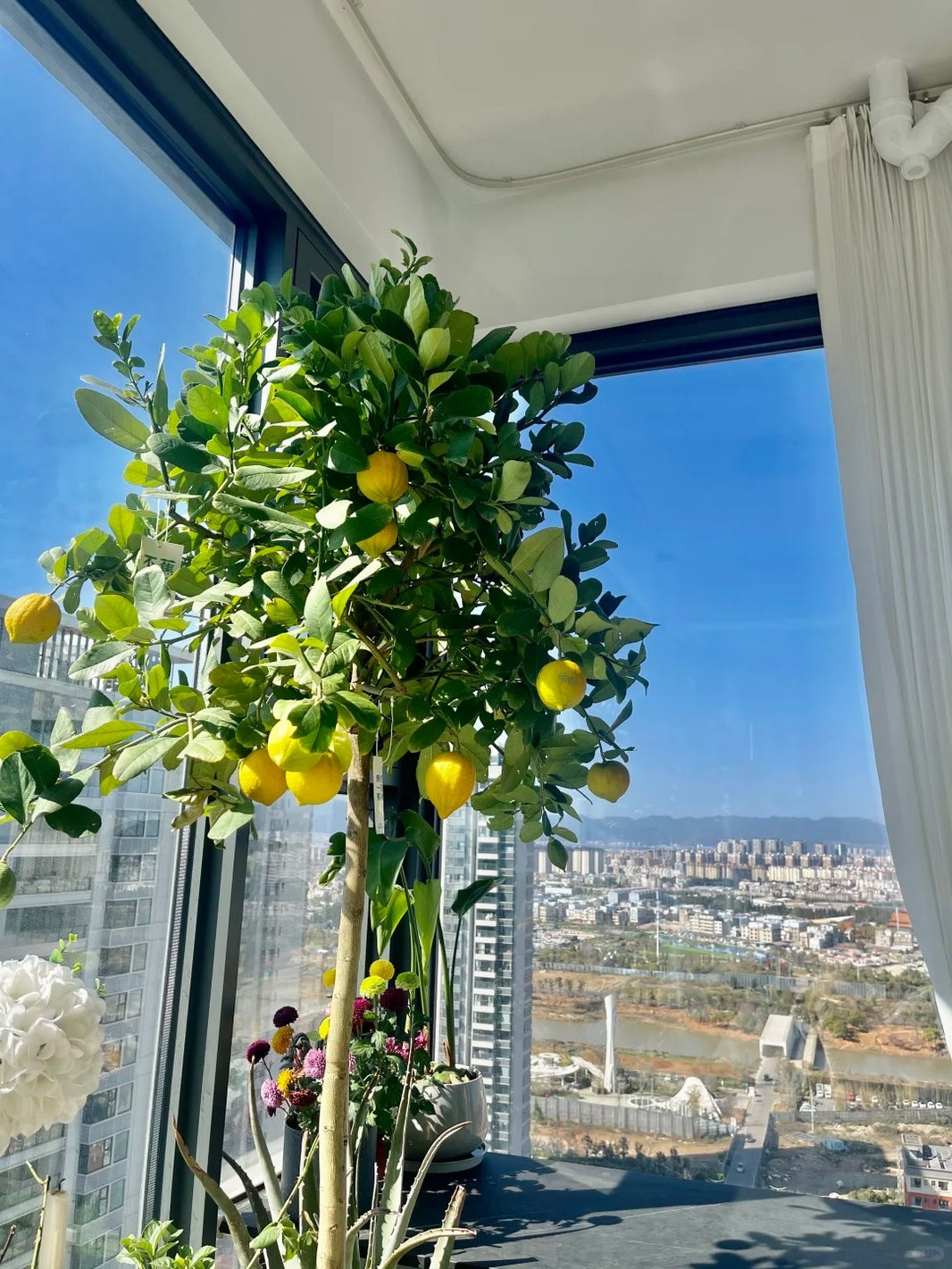 20pcs/bag Lemon Seeds for Planting Juicy Citrus Trees in Pots or Gardens