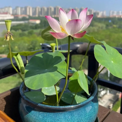 5pcs/bag Lotus Seeds for Water Gardens - Pure & Vibrant Blooms