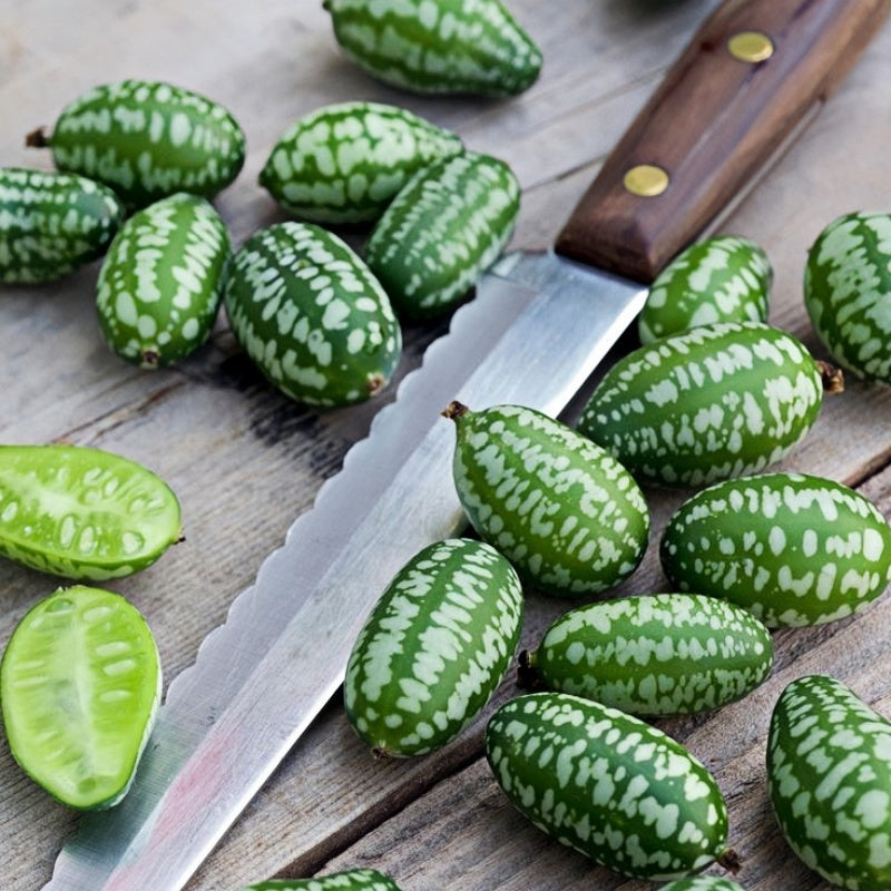 Rare Mini Watermelon Seeds, Non-GMO Tiny Sweet Fruits for Melon Fields & Small Home Gardens