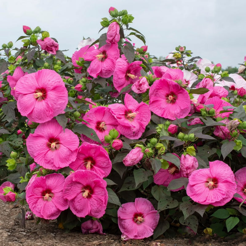 Tropical Hibiscus Seeds, Non-GMO Ornamental Seeds for Patio Pots