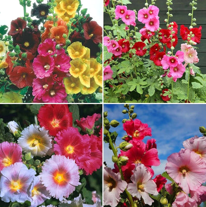 High Germination Hollyhock Seeds, Hardy Outdoor Landscape Flowers