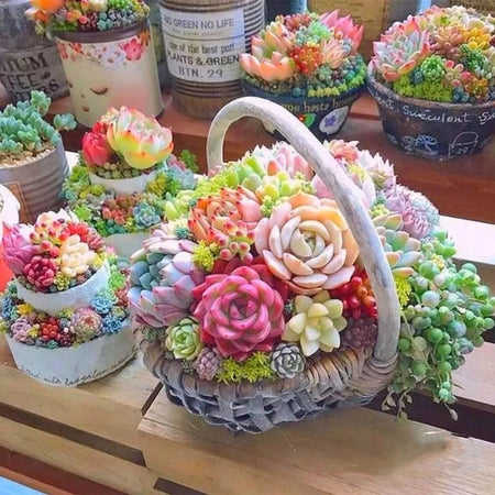 Fresh Succulent Seeds, Non-GMO Small Succulents for Indoor Planting