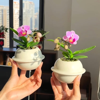 Indoor Phalaenopsis Seeds, Non-GMO Ornamental Seeds for Desk & Small Pots