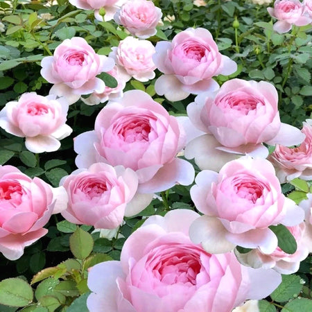 Exotic Mixed Rose Seeds, Non-GMO Hardy Perennial Flower Seeds Easy to Grow