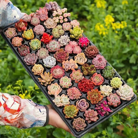 Easy-Grow Succulent Seeds, High Germination Seeds for Beginners