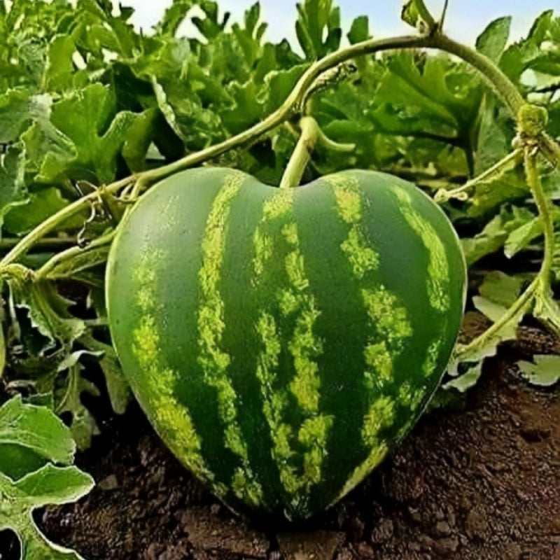 Heat-Loving Watermelon Seeds, Low Maintenance Outdoor Seeds