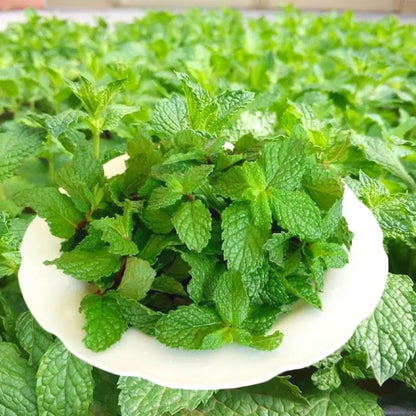 Easy-Grow Mint Seeds, Non-GMO Cold Hardy Herb Seeds for Beginners & Indoor Planting