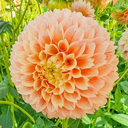Easy-Grow Dahlia Seeds, High Germination Flower Seeds for Beginners
