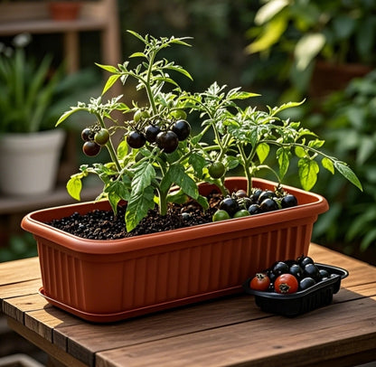 200pcs/bag Tomato Seeds - Juicy Heirloom Varieties for Home Garden Planting