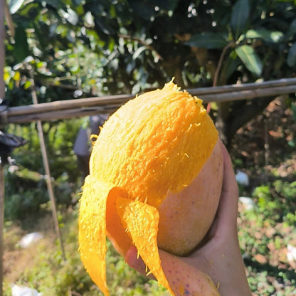 1pcs/bag Mango Seeds Dwarf Type Exotic Tropical Fruit Trees Easy Maintenance