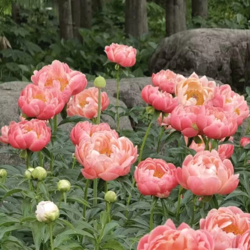 Peony Seeds, Non-GMO Perennial Flower Seeds for Garden & Flower Beds