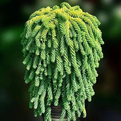 Rare Succulent Seeds, Unique Fleshy Foliage Seeds for Plant Collections
