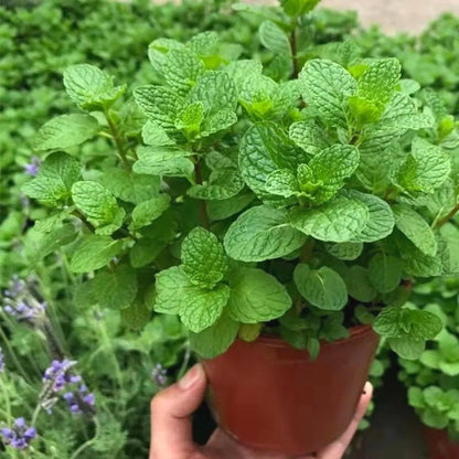 Mint Seeds, Non-GMO Aromatic Edible Herb Seeds for Garden & Kitchen