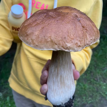 Home Garden Mushroom Seeds, Nutritious Edible Seeds for Daily Cooking