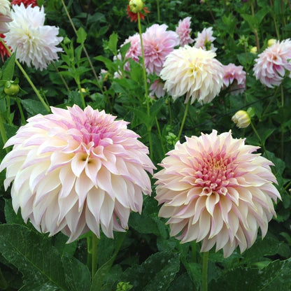 Large Bloom Dahlia Seeds, Non-GMO Cut Flower Seeds for Bouquets