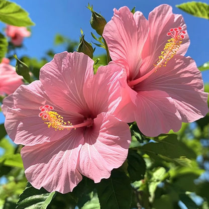 Tropical Hibiscus Seeds, Non-GMO Ornamental Seeds for Patio Pots