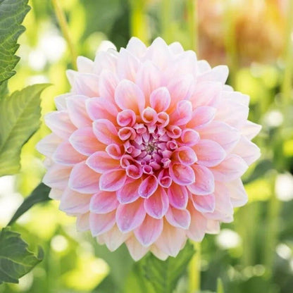Easy-Grow Dahlia Seeds, High Germination Flower Seeds for Beginners