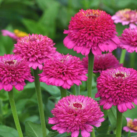 Rare Zinnia Seeds, High Germination Annual Flower Seeds for Outdoor Landscaping
