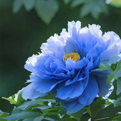 Peony Seeds, Non-GMO Perennial Flower Seeds for Garden & Flower Beds