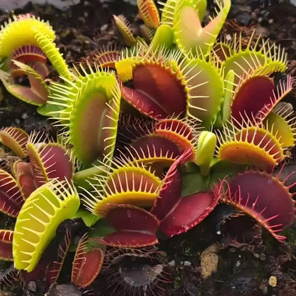 Cold Hardy Venus Flytrap Seeds, Non-GMO Exotic Seeds for Terrariums