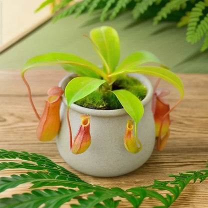 Rare Venus Flytrap Seeds, Unique Carnivorous Plant Seeds for Plant Collections