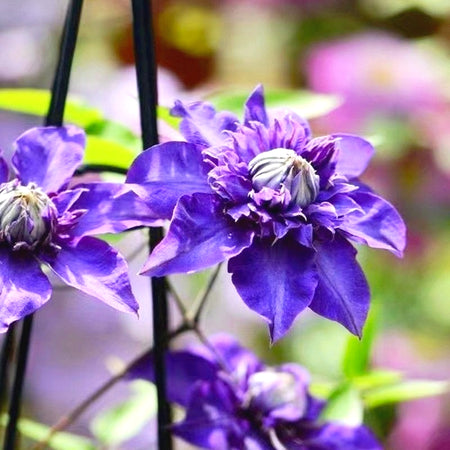 Ornamental Clematis Seeds, Hardy for Garden Landscaping