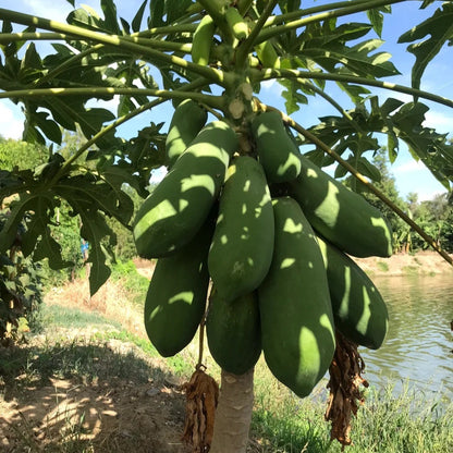 30pcs/bag Papaya Seeds Organic Style Tropical Fruit Trees Fast Growth Indoor Outdoor