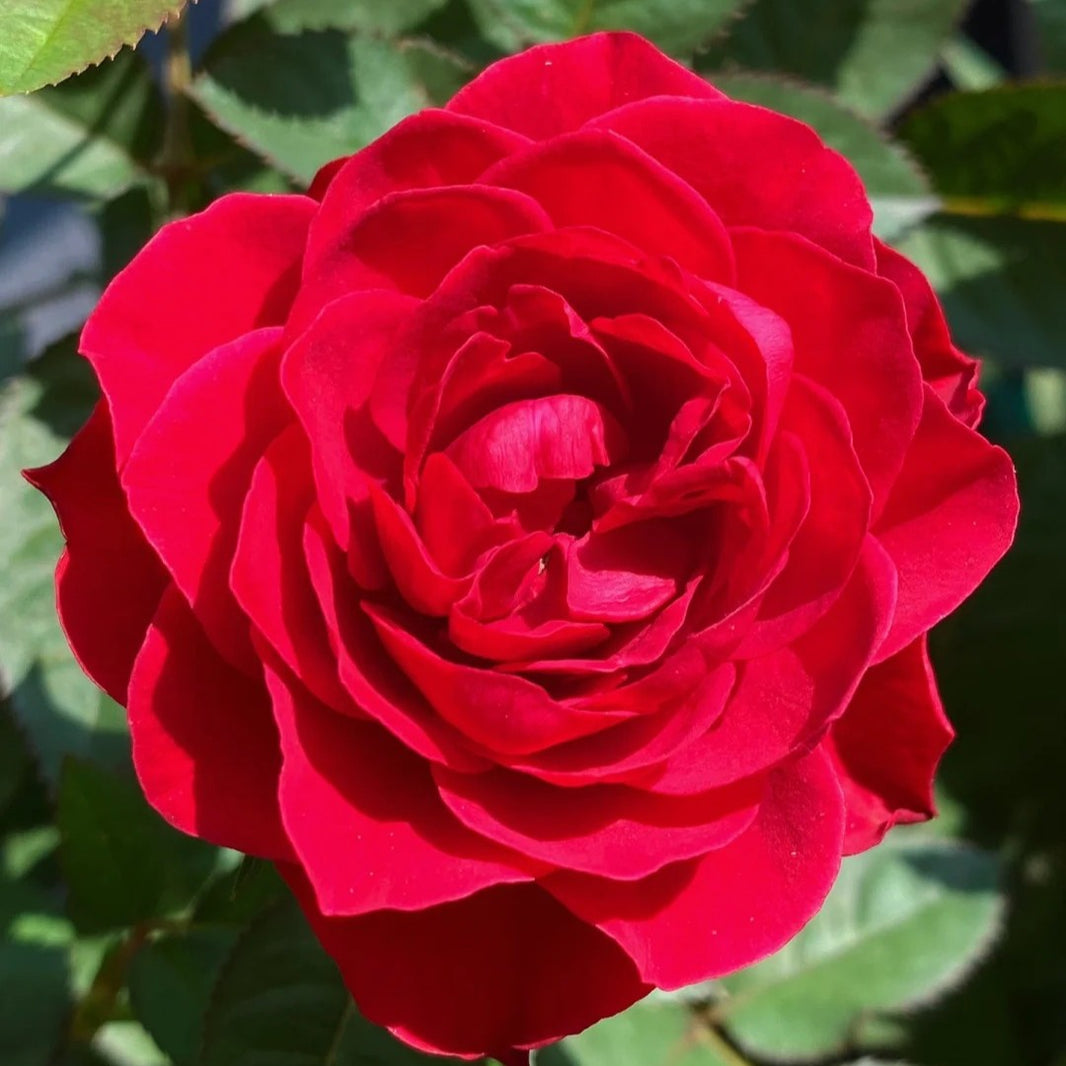 100pcs/bag Rose Seeds - Fragrant & Easy to Grow for Flower Gardens