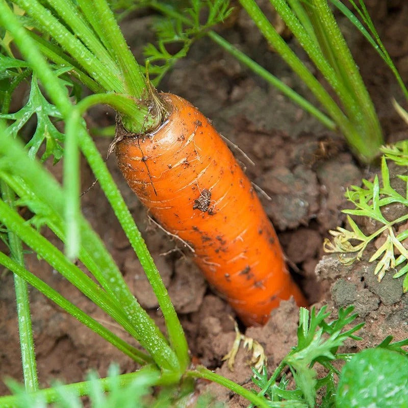 200pcs/bag Carrot Seeds - Crispy Orange Roots for Easy Vegetable Bed Growing