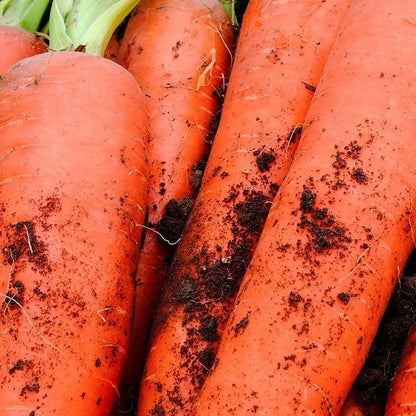 200pcs/bag Carrot Seeds - Crispy Orange Roots for Easy Vegetable Bed Growing