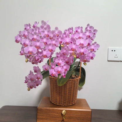 50pcs/bag Phalaenopsis Orchid Seeds - Exotic Moth Orchid for Indoor Propagation